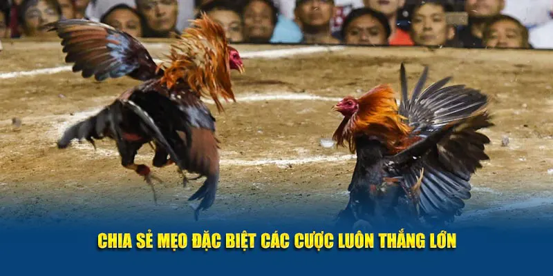 Chia sẻ mẹo đặc biệt các cược luôn thắng lớn