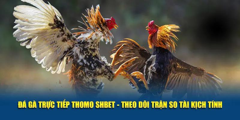 Đá gà trực tiếp Thomo Shbet