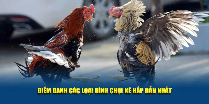 Điểm danh các loại hình chọi kê hấp dẫn nhất