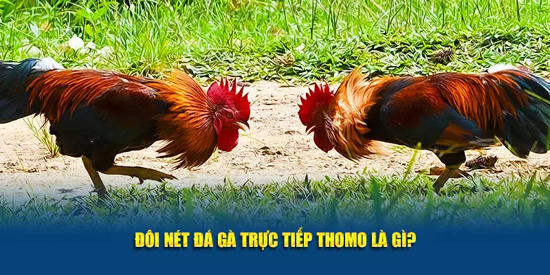 Đôi nét đá gà trực tiếp Thomo là gì?