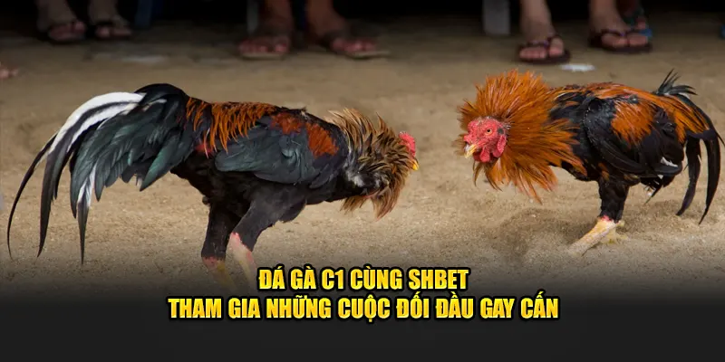 Đá Gà C1 SHBET