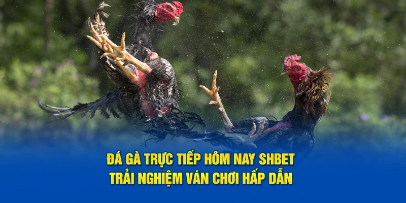 Đá Gà Trực Tiếp Hôm Nay SHBET