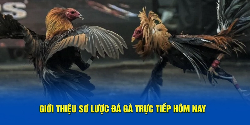 Giới thiệu sơ lược đá gà trực tiếp hôm nay