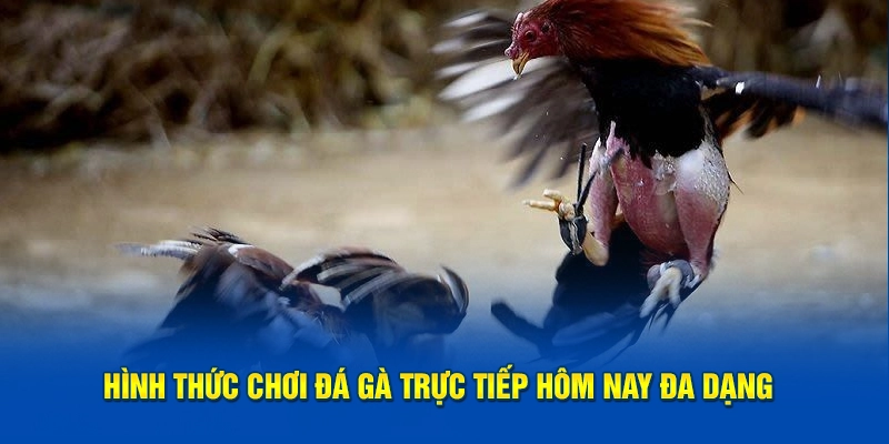 Hình thức chơi đá gà trực tiếp hôm nay đa dạng