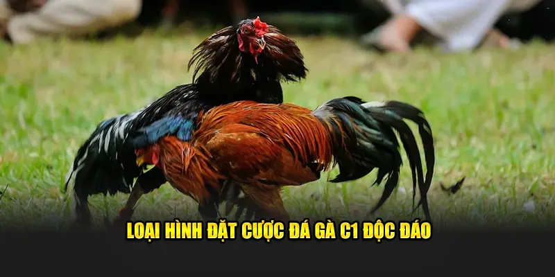 Loại hình đặt cược đá gà C1 độc đáo