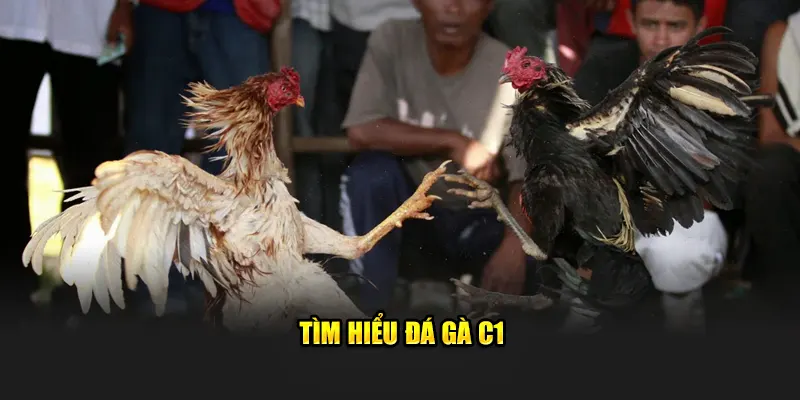 Tìm hiểu đá gà C1